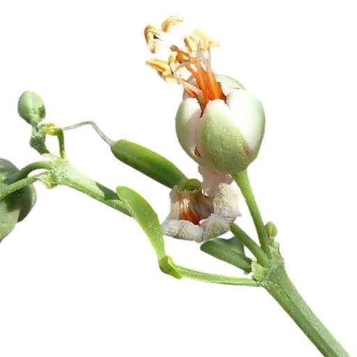 خرید بذر قیچ (بابال) خرید بذر قیچ (بابال)