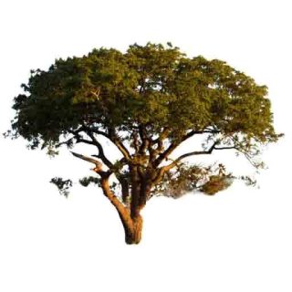 بذر آکاسیا چتری