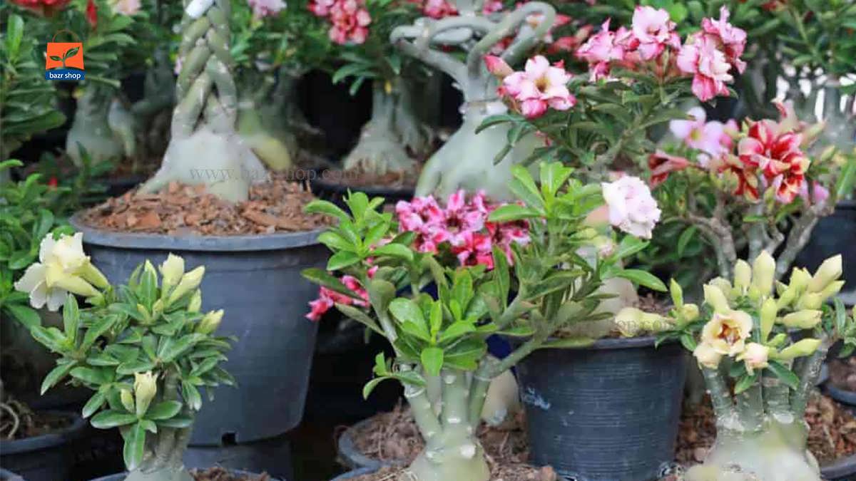 انواع گونه های آدنیوم