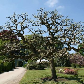 بذر بونسای درخت تلخه بیان