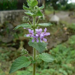 نعنا آمریکایی