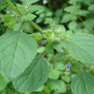 بذر نعنا آمریکایی