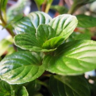 بذر نعنا سیب