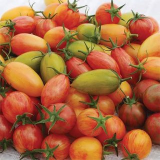 بذر گوجه زیتونی بلاش