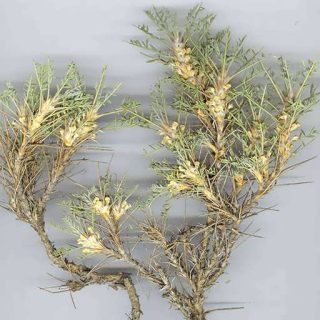 بذر گون گزی