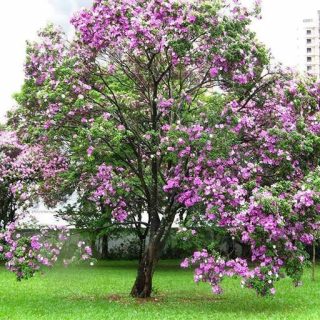 درخت ارکیده هنگ کنگ صورتی