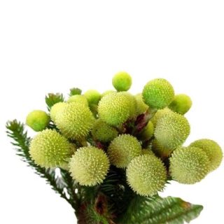 بذر برزیلیا گالپینی زرد