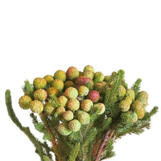 بذر برزیلیا گالپینی زرد