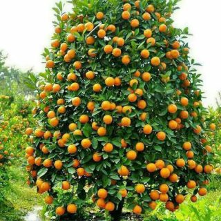 درخت نارنج