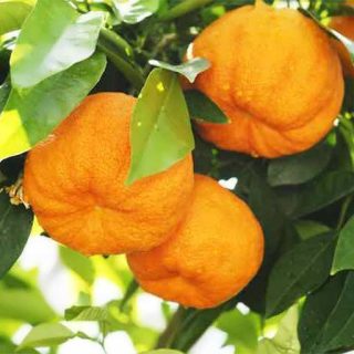 درخت نارنج تازه