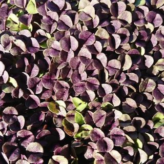 بذر میکرو گرین ریحان سیاه