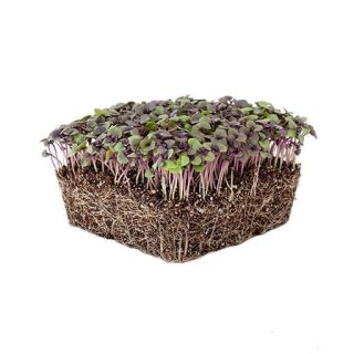 بذر میکرو گرین ریحان سیاه