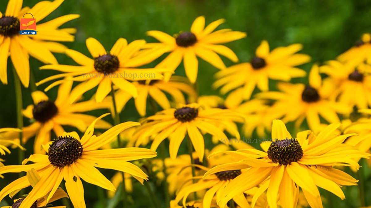 نحوه پرورش سوسن چشم سیاه