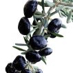 گوجه بری سیاه