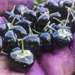 بذر گوجه بری سیاه