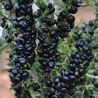 بذر گوجه بری سیاه