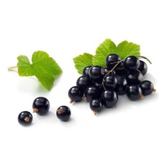 انگور فرنگی سیاه (بلک کارنت)