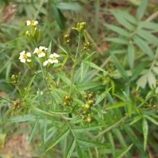 بذر نعناع سیاه