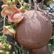 درخت آجیل برزیلی خوب