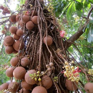 درخت آجیل برزیلی
