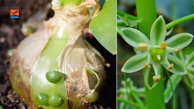 نحوه پرورش و نگهداری از گیاه منحصر به فرد پیاز باردار هندی