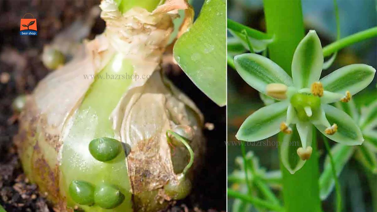 نحوه پرورش و نگهداری از گیاه منحصر به فرد پیاز باردار هندی