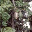 کاج نوئل سیاه
