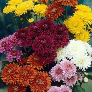 گل داوودی الوان زیبا