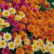 بذر گل داوودی الوان