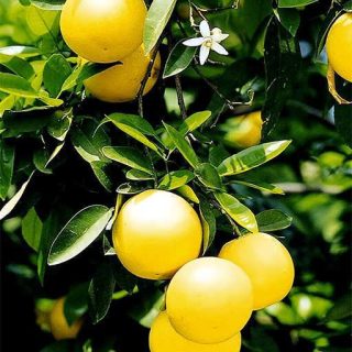 درخت گریپ فروت