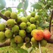 بونسای انجیر خوشه ای