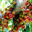 بونسای انجیر خوشه ای جدید