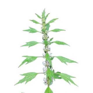 بذر دم شیر