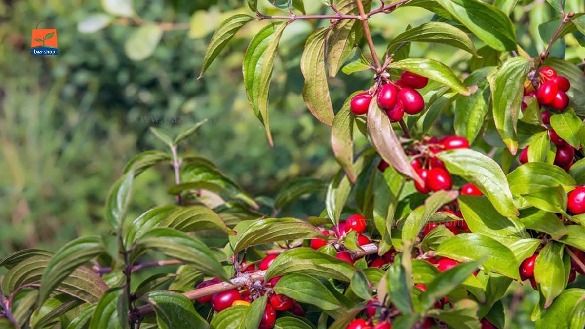 مقاله جامع و کامل زغال اخته