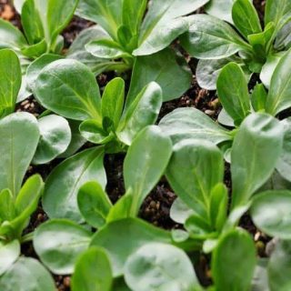 والریانا (سالاد کورن) تازه