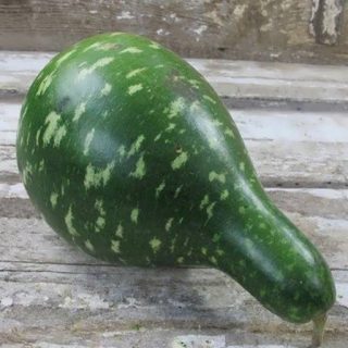 بذر کدو اردکی سبز