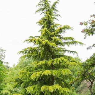 سدروس دئودورا خوب