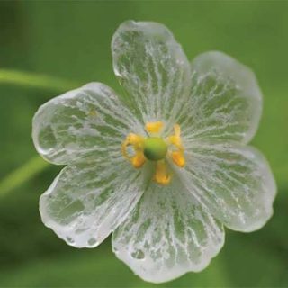 بذر گل اسکلتون