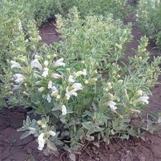 گیاه زرین گیاه