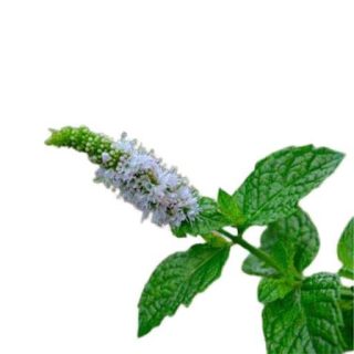 نعنا انگلیسی (اسپیرمینت)