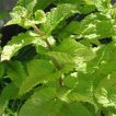 نعنا انگلیسی (اسپیرمینت) خوب