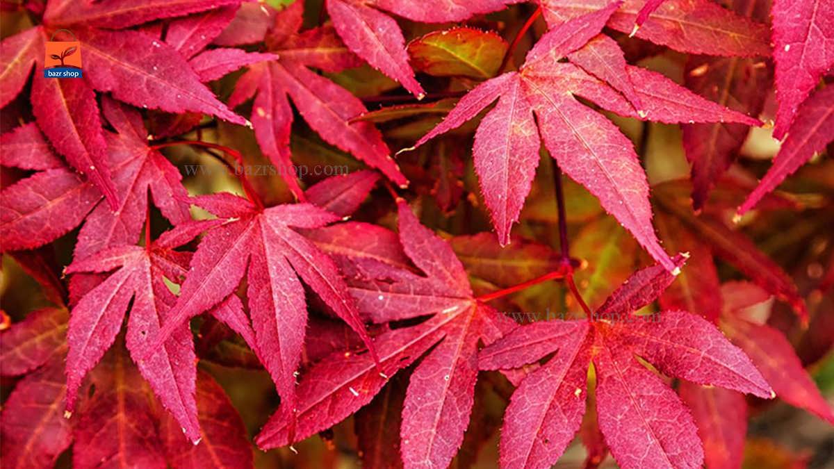 آشنایی با درخت افرا قرمز