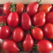 گوجه گیلاسی قرمز فیاسچتو