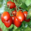 گوجه گیلاسی قرمز فیاسچتو خوب