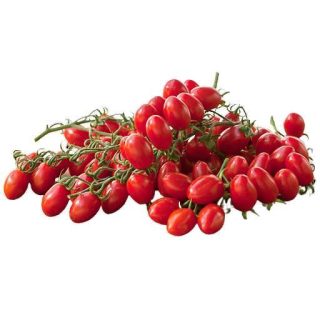 بذر گوجه گیلاسی قرمز فیاسچتو