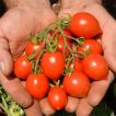 بذر گوجه گیلاسی قرمز فیاسچتو