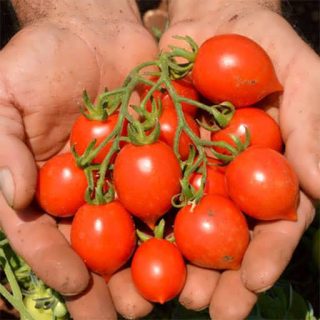 بذر گوجه گیلاسی قرمز فیاسچتو