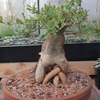 بذر فوکیا ادولیس