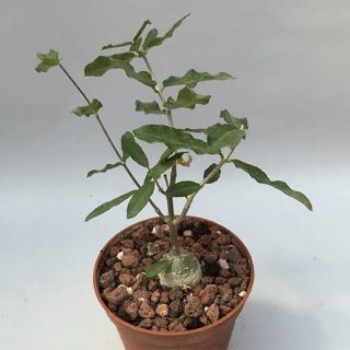 بذر فوکیا ادولیس