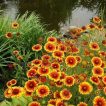 گل رعنای زیبای قرمز